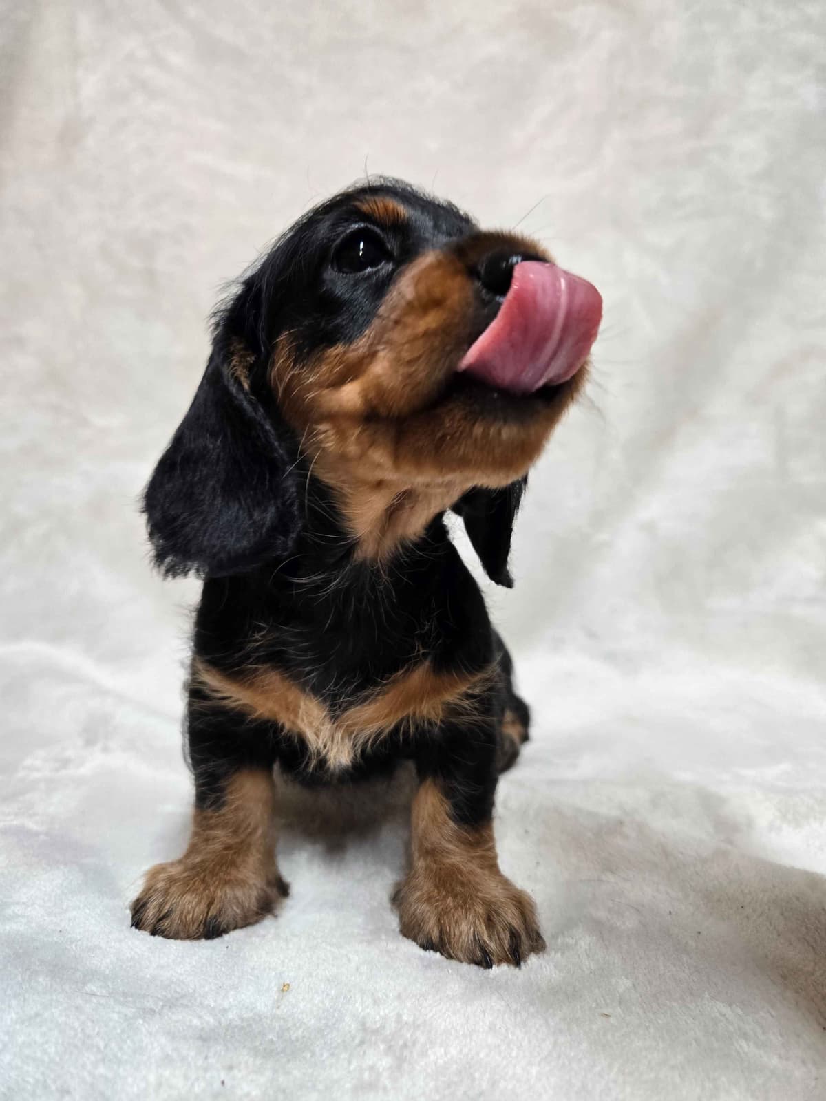 Wirehair Miniature Dachshund puppies breeder image 13