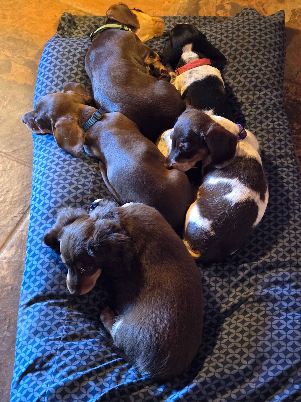 Wirehair Miniature Dachshund puppies breeder image 14