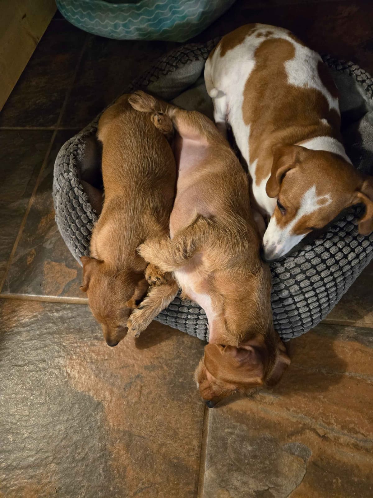 Wirehair Miniature Dachshund puppies breeder image 16