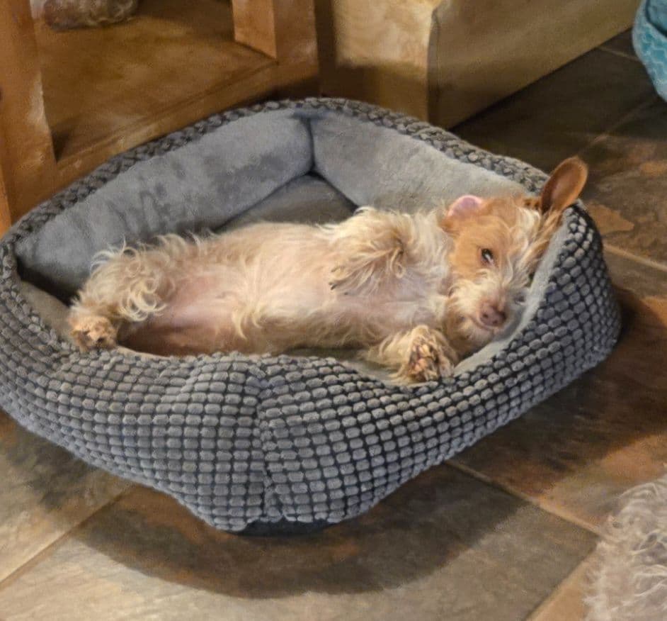 Wirehair Miniature Dachshund puppies breeder image 17