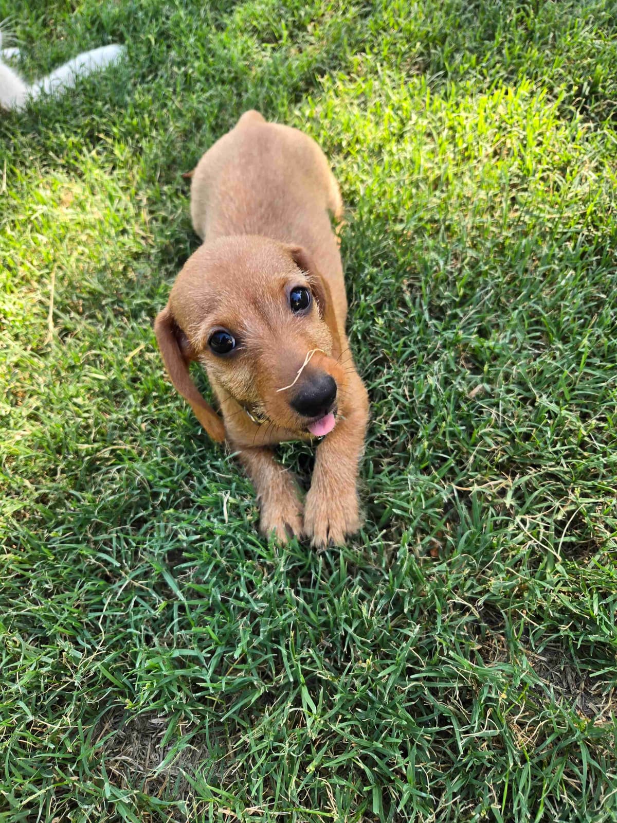 Wirehair Miniature Dachshund puppies breeder image 18
