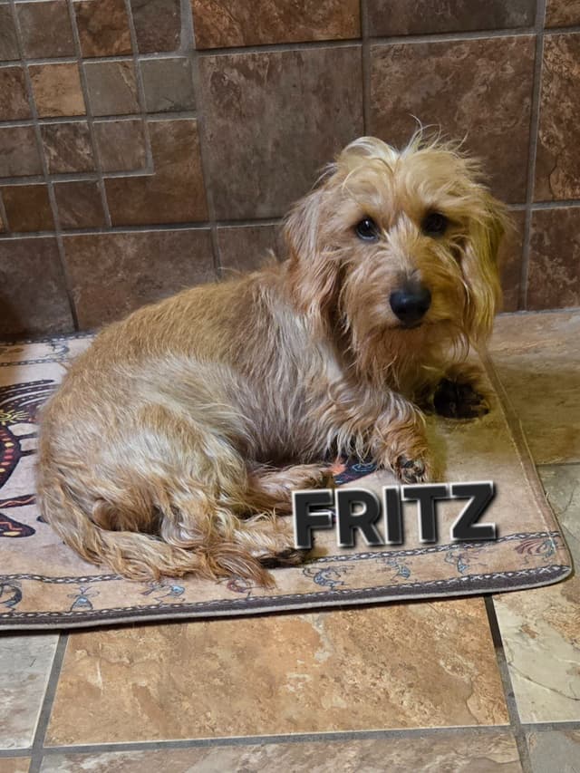 Wirehair Miniature Dachshund puppies media 2