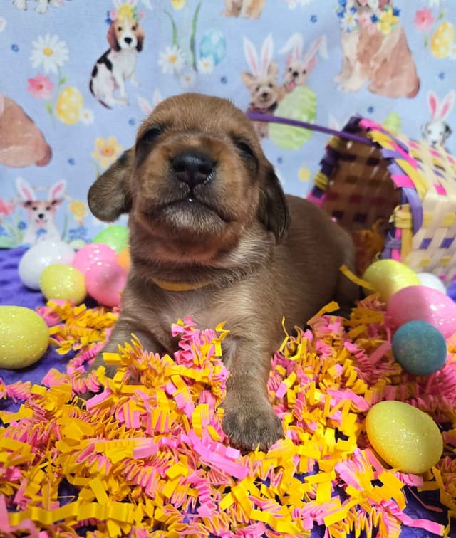 Wirehair Miniature Dachshund puppies media 3