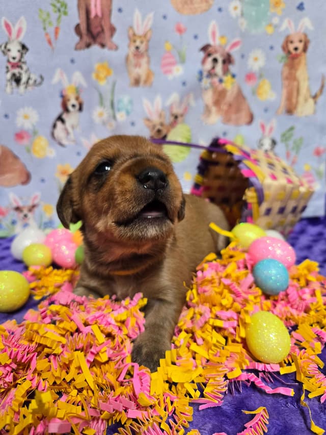 Wirehair Miniature Dachshund puppies media 4