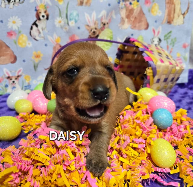 Wirehair Miniature Dachshund puppies media 5
