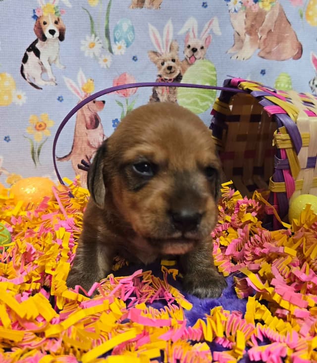 Wirehair Miniature Dachshund puppies media 6
