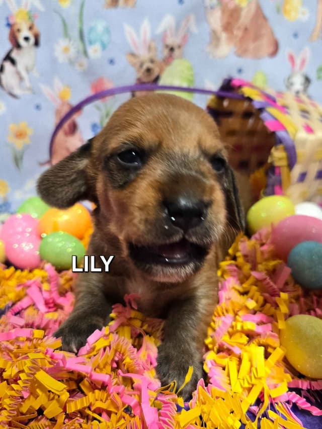 Wirehair Miniature Dachshund puppies media 7