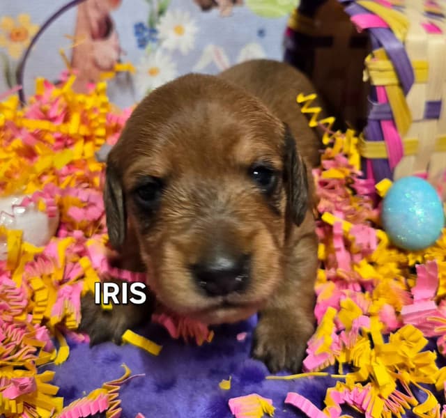 Wirehair Miniature Dachshund puppies media 8