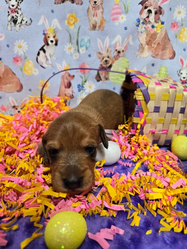 Wirehair Miniature Dachshund puppies media 9