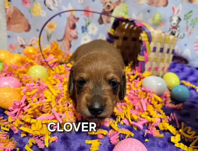 Wirehair Miniature Dachshund puppies media 10