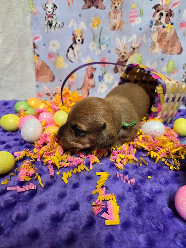 Wirehair Miniature Dachshund puppies media 11