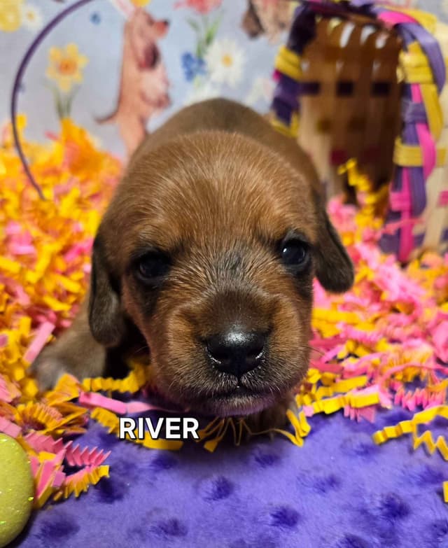 Wirehair Miniature Dachshund puppies media 12