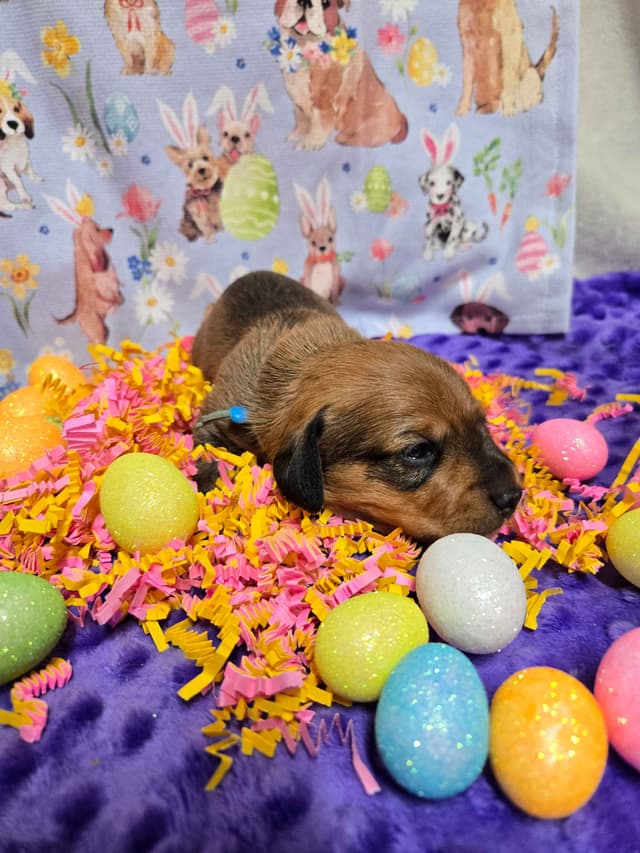 Wirehair Miniature Dachshund puppies media 13