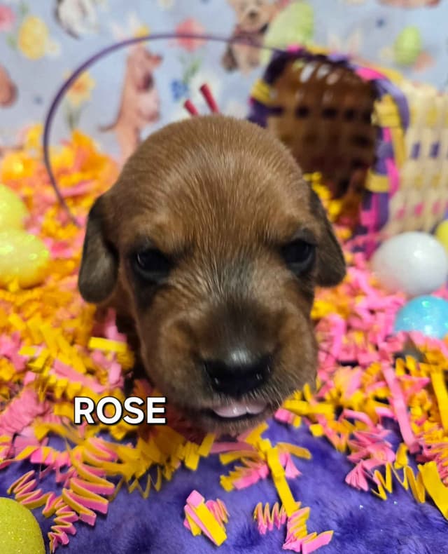 Wirehair Miniature Dachshund puppies media 14
