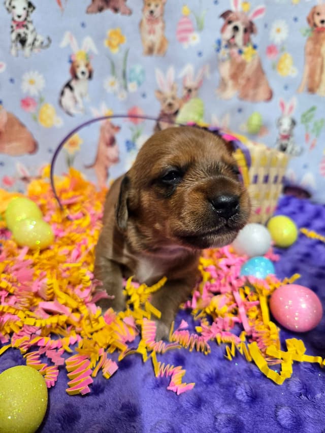 Wirehair Miniature Dachshund puppies media 15