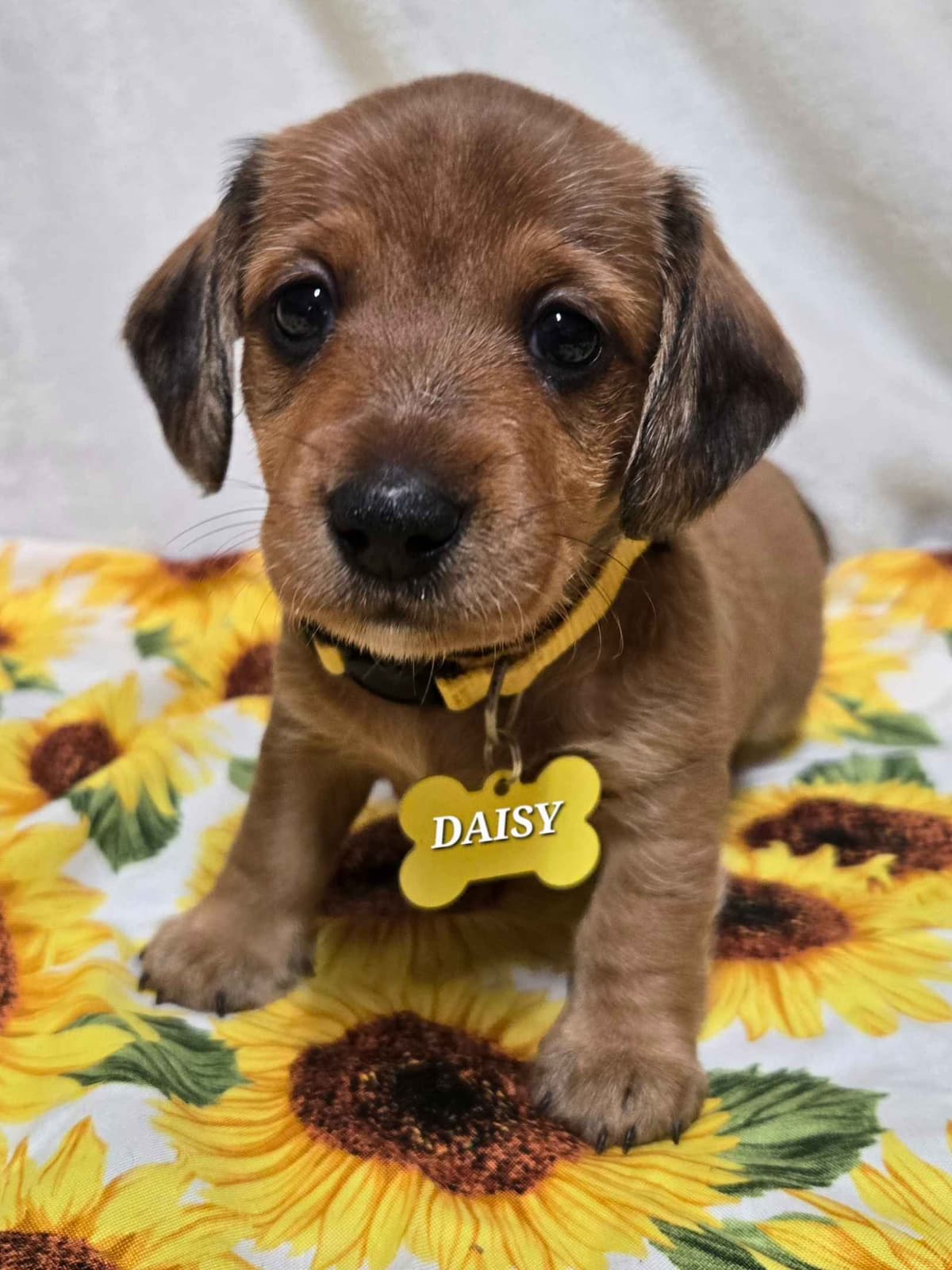 Wirehair Miniature Dachshund puppies breeder image 20