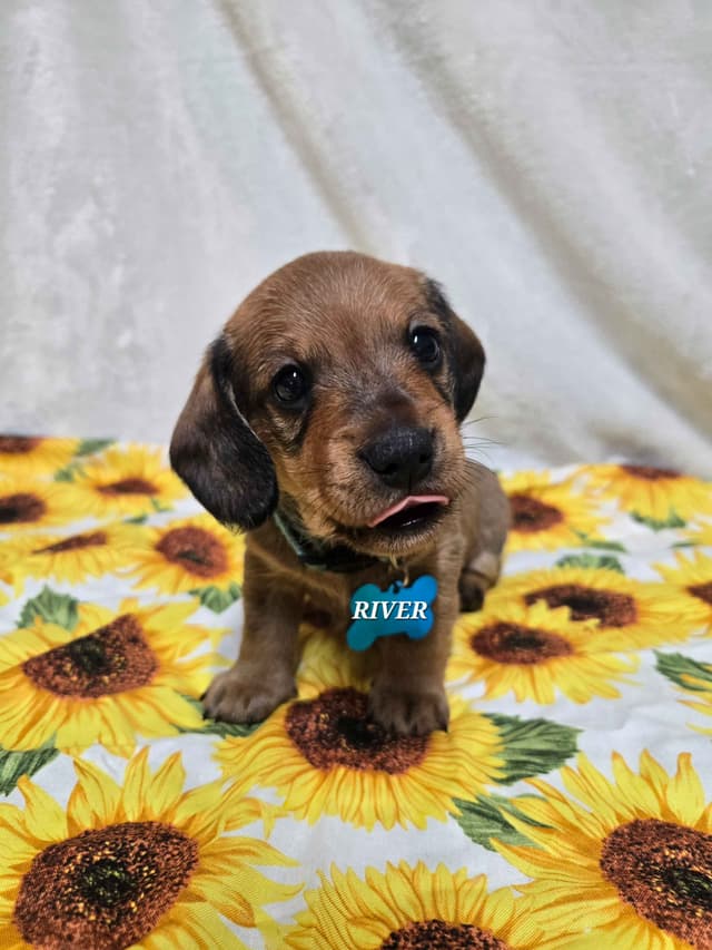Wirehair Miniature Dachshund puppies media 16