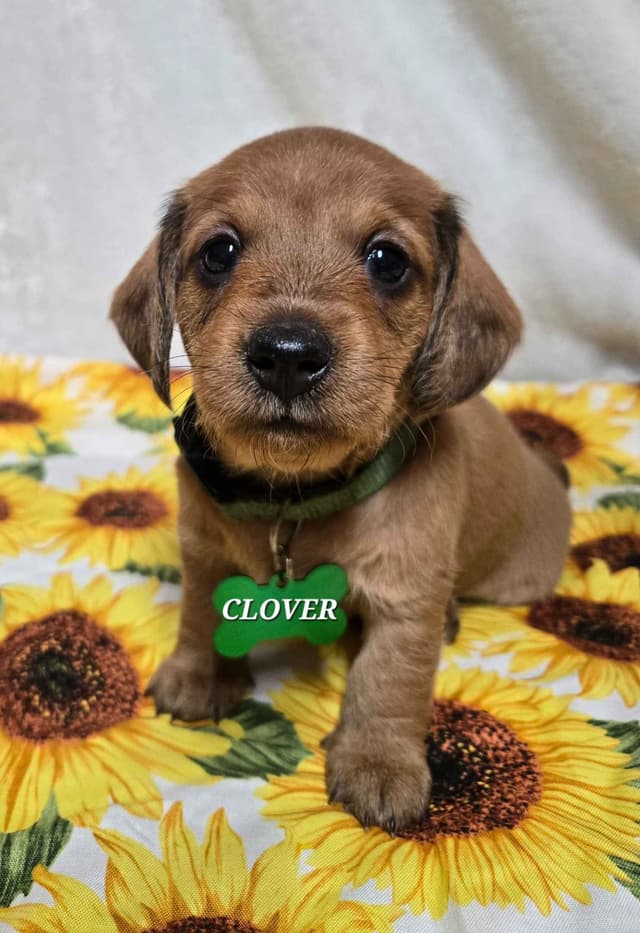 Wirehair Miniature Dachshund puppies media 18