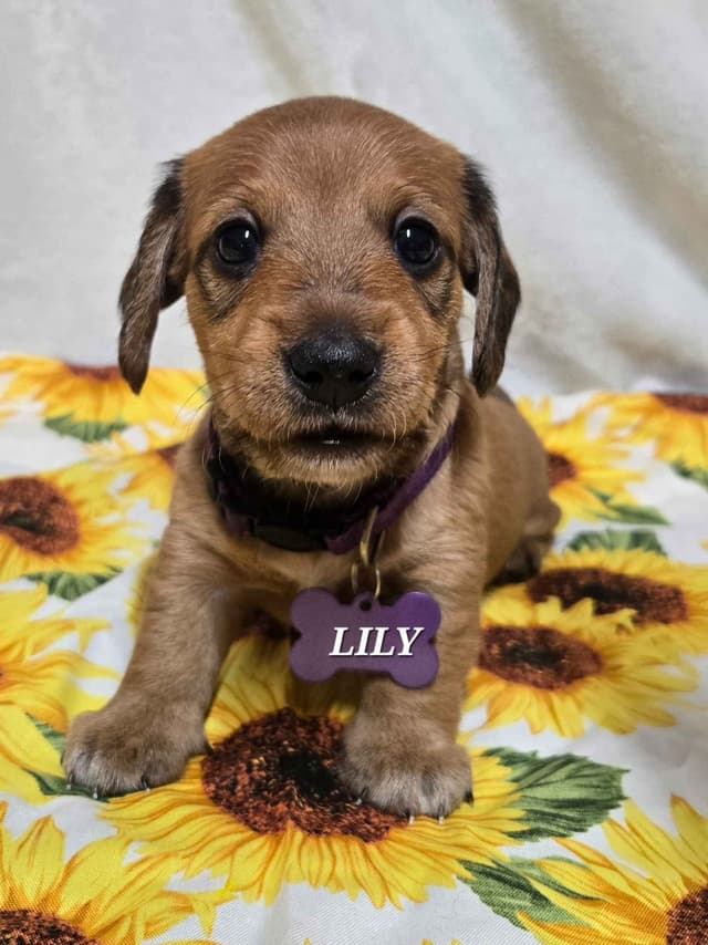 Wirehair Miniature Dachshund puppies media 19