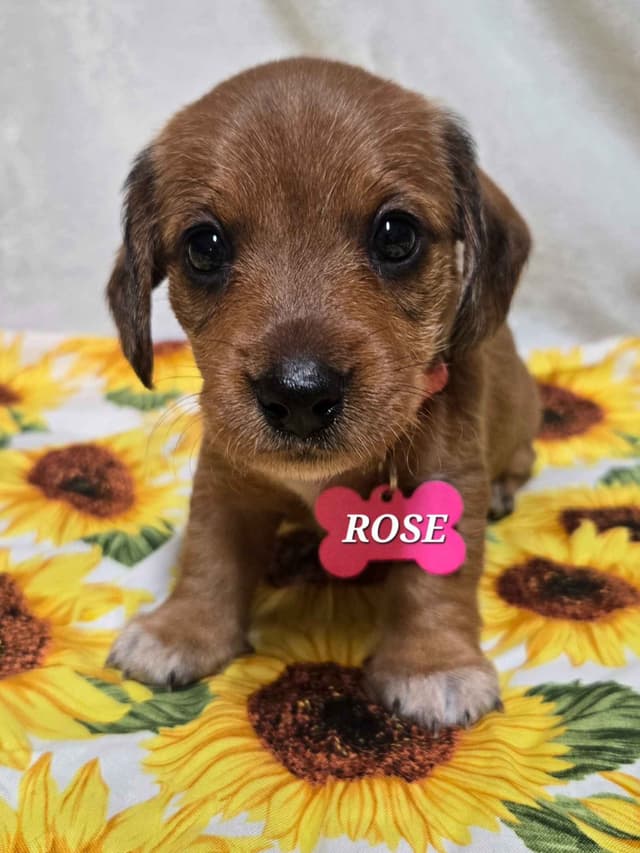 Wirehair Miniature Dachshund puppies media 20