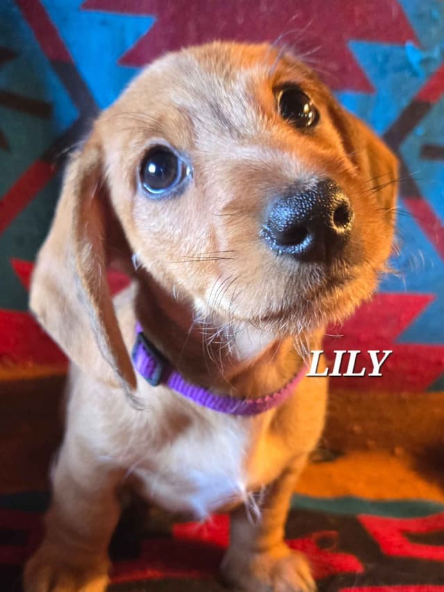 Wirehair Miniature Dachshund puppies media 22