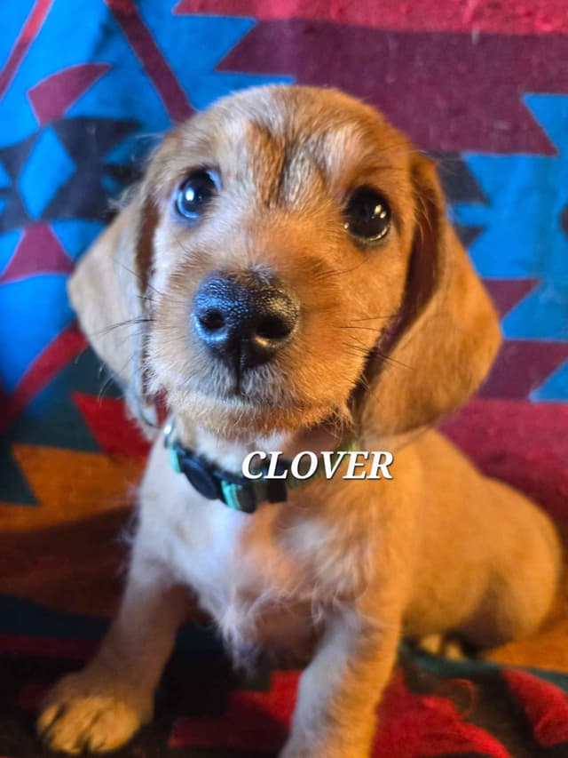 Wirehair Miniature Dachshund puppies media 24