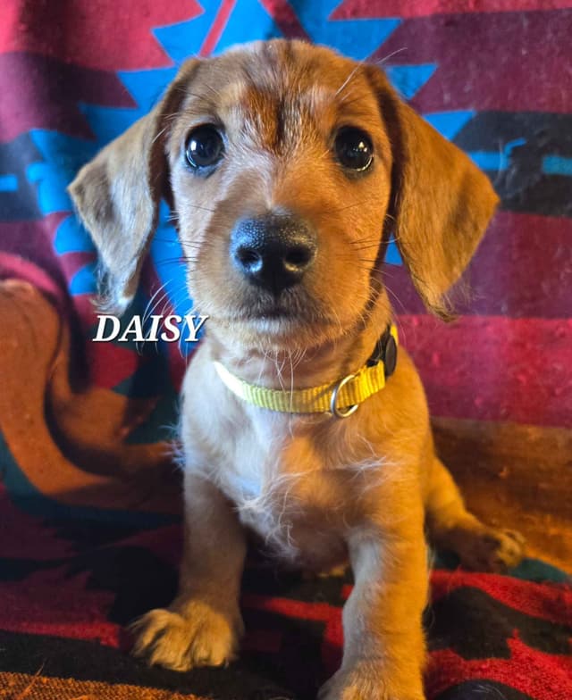Wirehair Miniature Dachshund puppies media 25