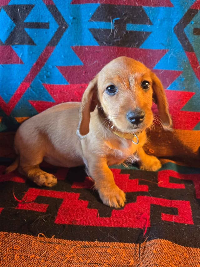 Wirehair Miniature Dachshund puppies media 26