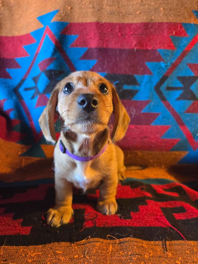 Wirehair Miniature Dachshund puppies media 27