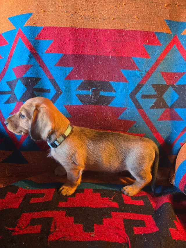 Wirehair Miniature Dachshund puppies media 28