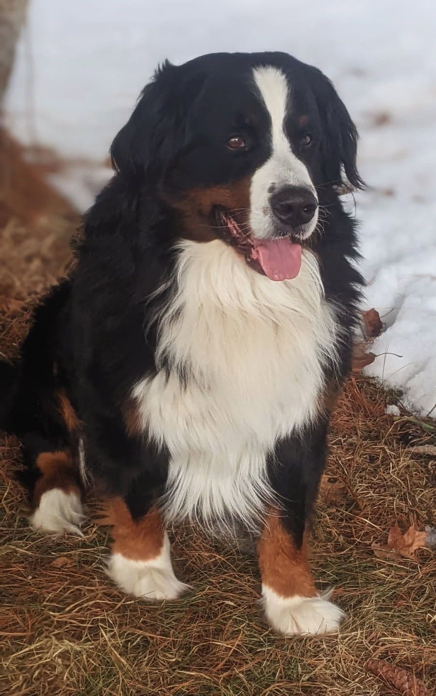 Bella Bernese- option for Boston pickup breeder image 1