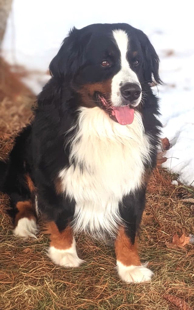 Bella Bernese- option for Boston pickup media 2