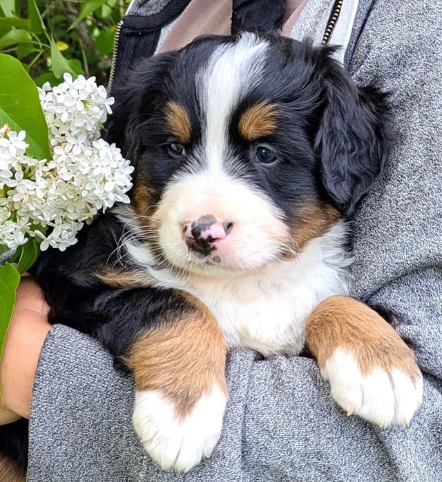 Bella Bernese- option for Boston pickup media 3