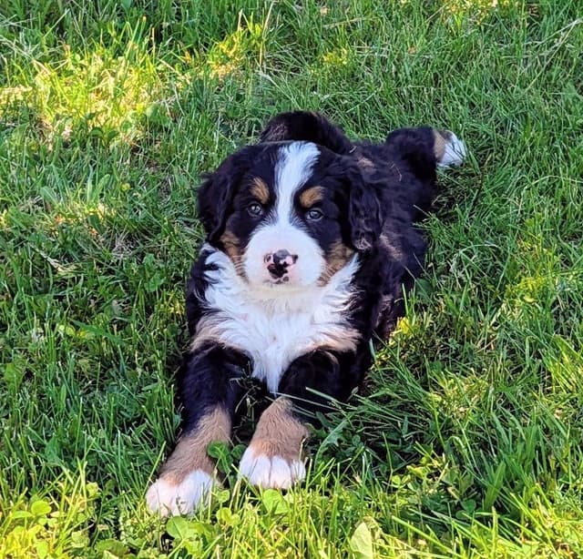 Bella Bernese- option for Boston pickup media 5