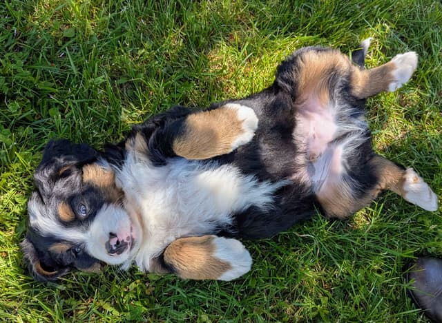 Bella Bernese- option for Boston pickup media 7