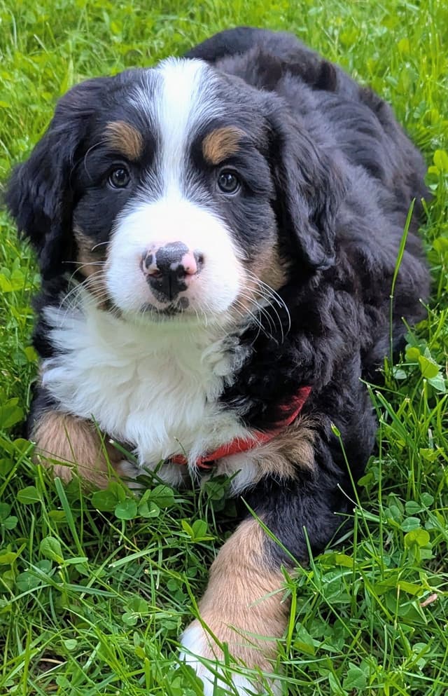 Bella Bernese- option for Boston pickup media 8