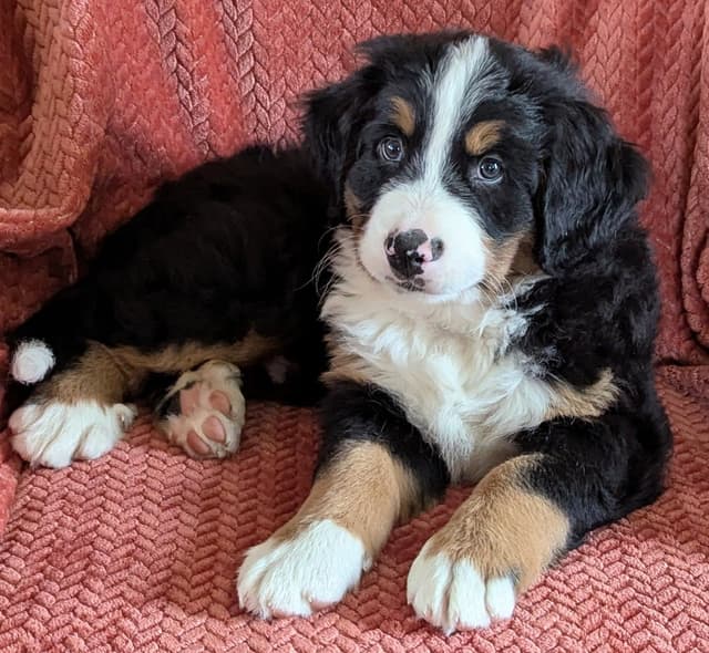Bella Bernese- option for Boston pickup media 9