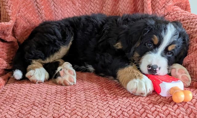 Bella Bernese- option for Boston pickup media 10