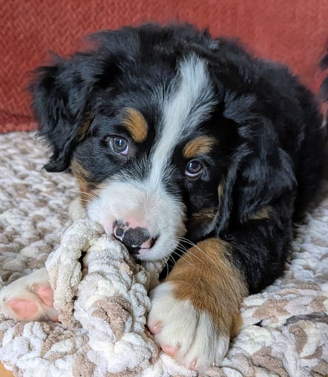 Bella Bernese- option for Boston pickup media 11