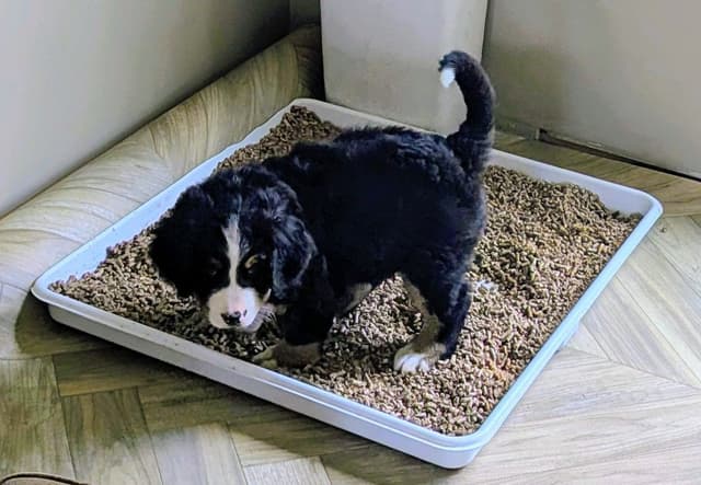 Bella Bernese- option for Boston pickup media 12