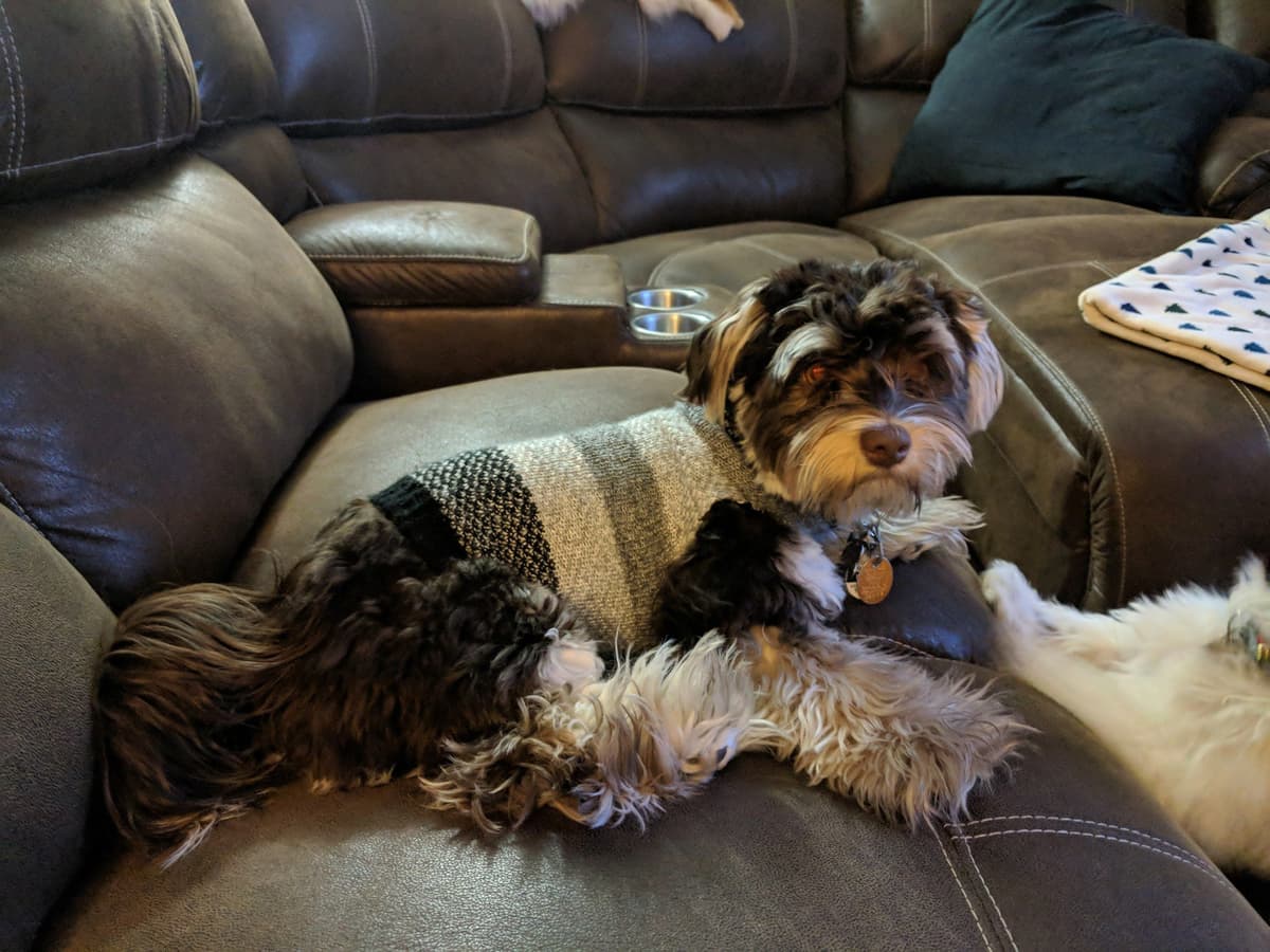 Purebred Havanese Companions - OFA/DNA Health Tested Sire & Dam! breeder image 1