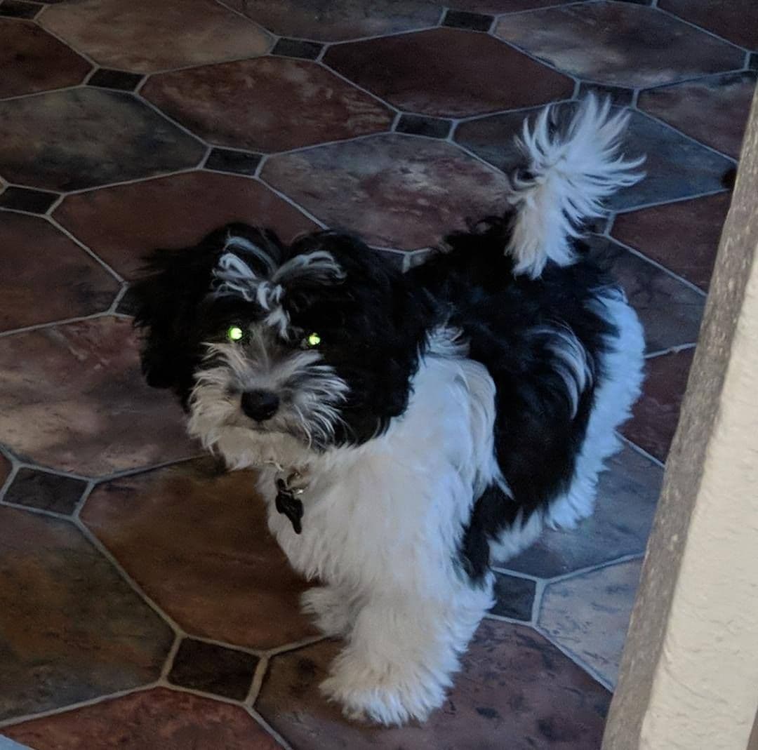 Purebred Havanese Companions - OFA/DNA Health Tested Sire & Dam! breeder image 2