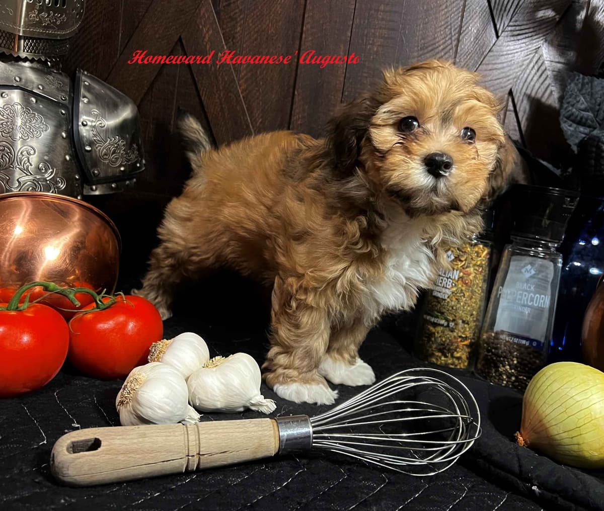 Purebred Havanese Companions - OFA/DNA Health Tested Sire & Dam! breeder image 5