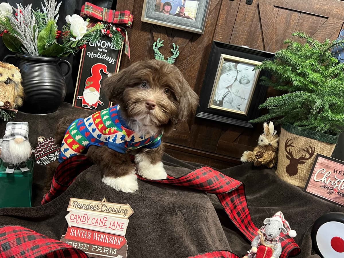 Purebred Havanese Companions - OFA/DNA Health Tested Sire & Dam! breeder image 6