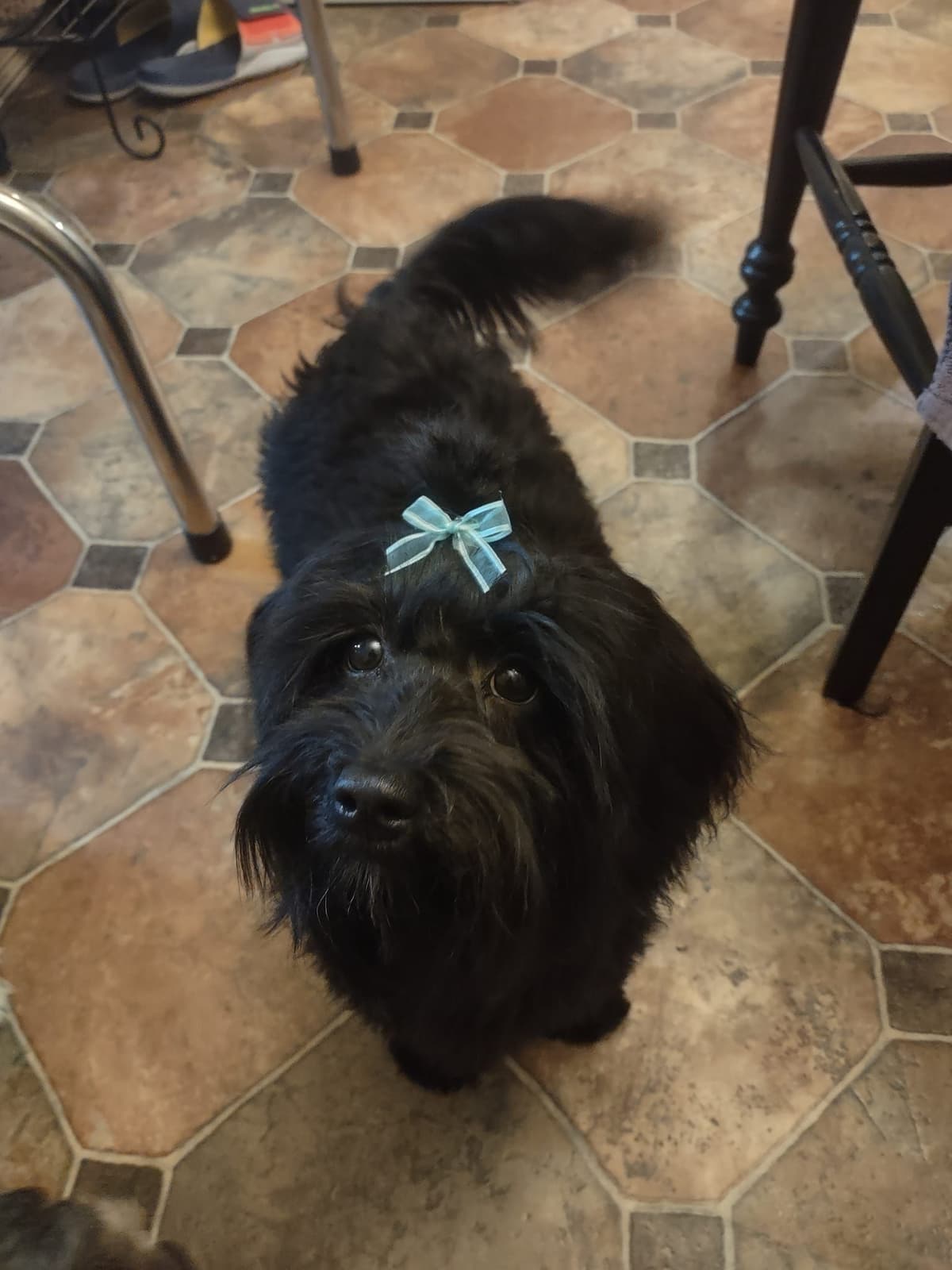 Purebred Havanese Companions - OFA/DNA Health Tested Sire & Dam! breeder image 8