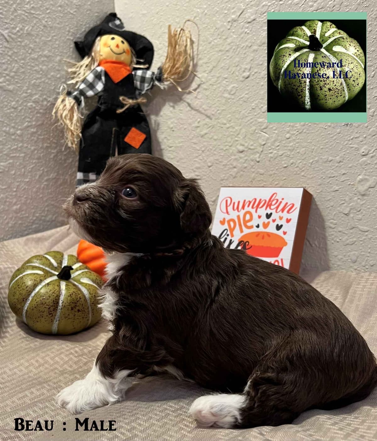 Purebred Havanese Companions - OFA/DNA Health Tested Sire & Dam! breeder image 9