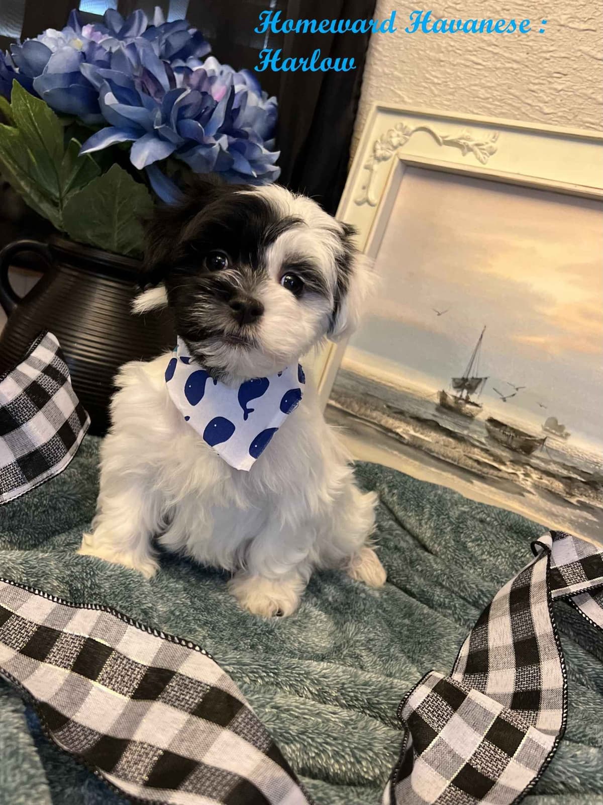 Purebred Havanese Companions - OFA/DNA Health Tested Sire & Dam! breeder image 10