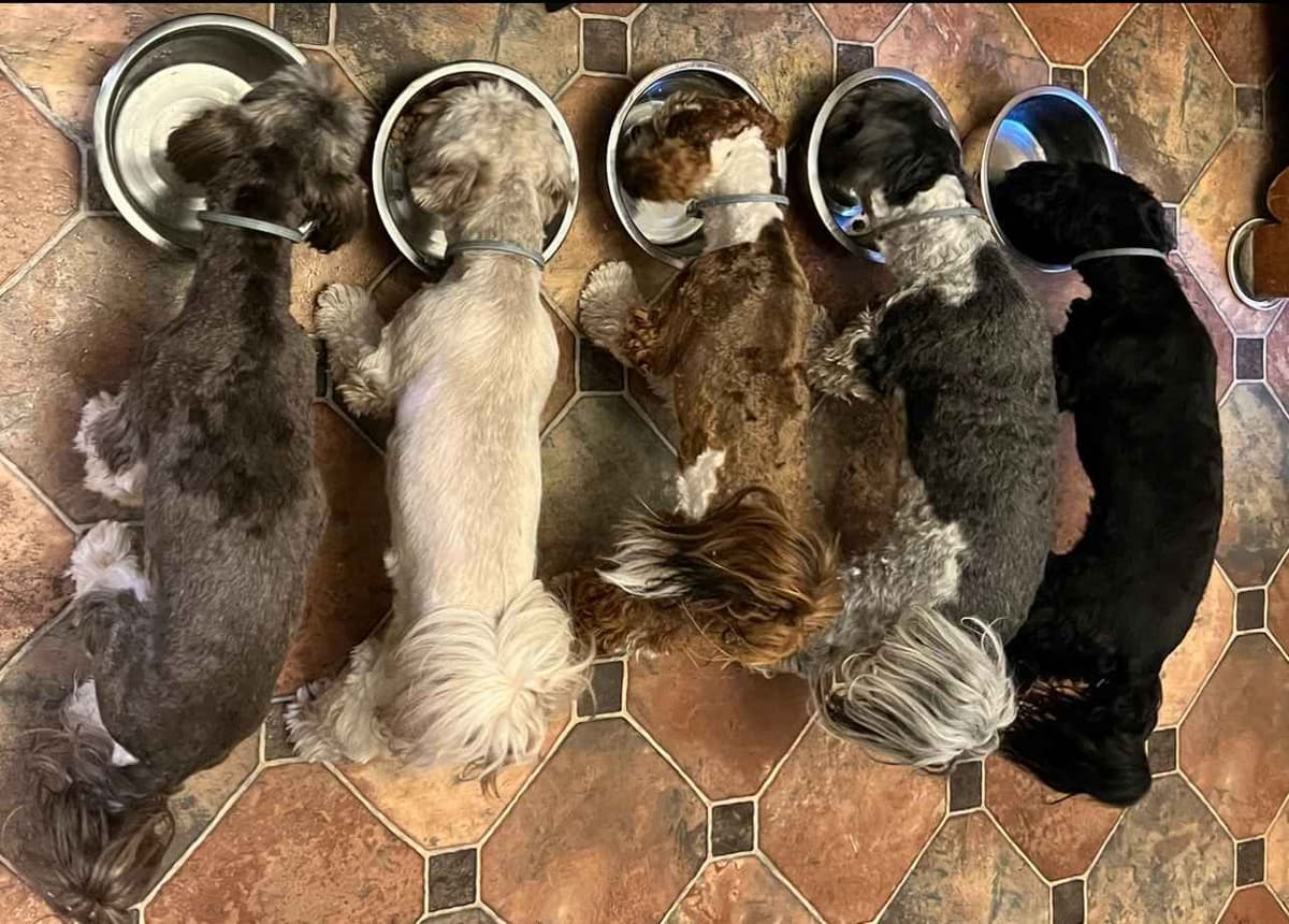 Purebred Havanese Companions - OFA/DNA Health Tested Sire & Dam! breeder image 11