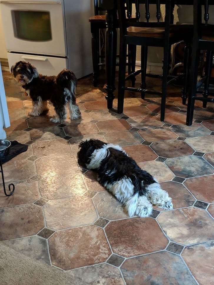 Purebred Havanese Companions - OFA/DNA Health Tested Sire & Dam! breeder image 13