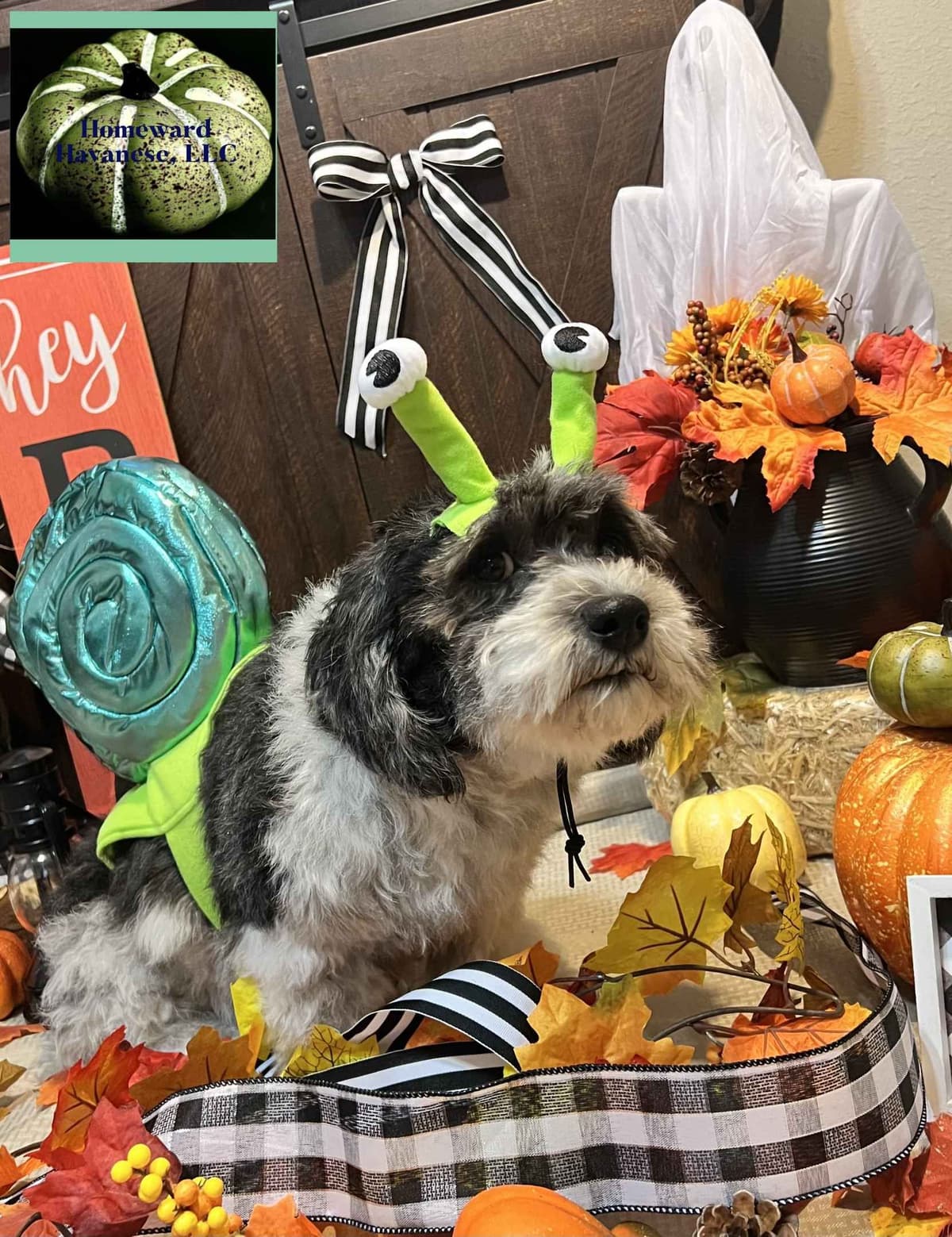 Purebred Havanese Companions - OFA/DNA Health Tested Sire & Dam! breeder image 14